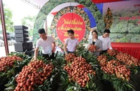 Early ripe lychee 2024 In Tan Yen district.