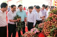 Các đại biểu tham quan gian trưng bày vải thiều sớm Tân Yên.