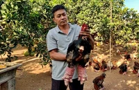 Trang trại của anh Lê Văn Thắng, xã Đông Tảo, huyện Khoái Châu, tỉnh Hưng Yên chăn nuôi gà Đông Tảo theo quy trình Vietgap.