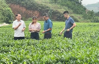 Trồng chè sạch tại Hợp tác xã Kiến Thuận, xã Bình Thuận, huyện Văn Chấn, Yên Bái. (Ảnh: Thanh Sơn).