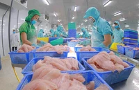 Chế biến cá tra xuất khẩu.