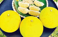 Bưởi Phúc Trạch được mùa, được giá