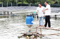 Mô hình nuôi tôm công nghệ cao của đồng bào Khmer ở thị xã Vĩnh Châu, tỉnh Sóc Trăng. (Ảnh NGUYỄN PHONG)