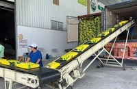 Đóng gói gạo xuất khẩu ở Công ty cổ phần Nông nghiệp công nghệ cao Trung An, TP Cần Thơ. (Ảnh MINH ANH)