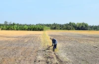 Cánh đồng tại xã Thạnh Nhựt, huyện Gò Công Tây (Tiền Giang) khô cằn do ảnh hưởng của hạn hán, xâm nhập mặn. (Ảnh NGUYỄN SỰ)