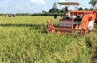 Thu hoạch lúa thơm ST trên cánh đồng lớn ở Sóc Trăng.