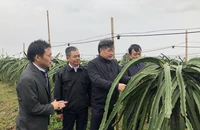 Giám đốc Trung tâm Khuyến nông Quốc gia Lê Quốc Thanh kiểm tra chống rét cho cây trồng tại tỉnh Hải Dương.