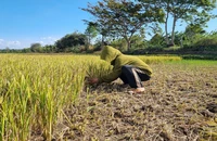 Ảnh hưởng của hạn hán khiến nhiều diện tích lúa ở huyện Đak Đoa (Gia Lai) bị thiệt hại. (Ảnh: ĐINH SỸ TẠO)