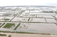 Các ô đầm ven biển khu vực cồn Vành, xã Nam Phú, huyện Tiền Hải, tỉnh Thái Bình.