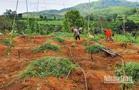Đồng bào dân tộc thiểu số huyện Sa Thầy chuyển đổi mô hình từ trồng sắn sang trồng chanh dây cho hiệu quả kinh tế cao.