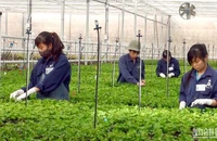 Sản xuất nông nghiệp công nghệ cao tại thành phố Đà Lạt, tỉnh Lâm Đồng.