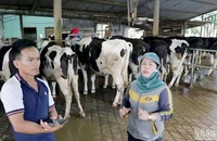 Nhiều người chăn nuôi bò sữa tại huyện Đức Trọng, Lâm Đồng thấp thỏm, lo âu khi đàn bò bị bệnh, nhiều con chết chưa rõ nguyên nhân.