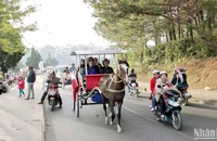 Dịch vụ xe ngựa tham quan quanh hồ Xuân Hương-Đà Lạt từng hấp dẫn du khách.