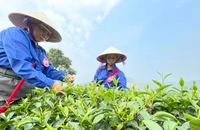 Bà con thi hái chè tại lễ hội trà Tân Uyên lần thứ nhất năm 2025. (Ảnh: Trần Tuấn)