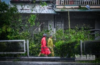 "Cứu" cây sau bão sẽ rút ngắn được thời gian phủ xanh đô thị tới 20 năm