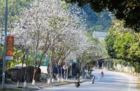 Hoa ban bung nở trên tuyến phố dẫn vào trung tâm thành phố Điện Biên Phủ.