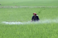 Phun thuốc bảo vệ thực vật phòng, trừ sâu bệnh hại lúa. (Ảnh: TTXVN)