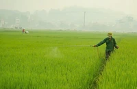 Phun thuốc bảo vệ thực vật cho lúa. (ẢNH: TTXVN)