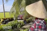 Lấy cây cột cờ sắt để hái dừa, vợ chồng ở Kiên Giang bị điện giật tử vong.