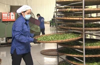 Sản xuất, chế biến chè ở Hợp tác xã chè Phìn Hồ (Hà Giang).