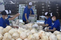 Đóng gói dừa xuất khẩu chính ngạch sang Trung Quốc.