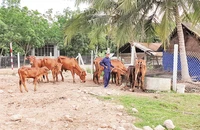 Anh Phạm Văn Út bỏ nghề làm mướn, chuyển sang nuôi bò cái sinh sản, thoát nghèo.