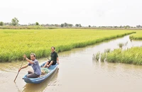 Mô hình thích ứng biến đổi khí hậu mang lại hiệu quả cao cho thành viên Hợp tác xã lúa-tôm Thạnh Phú (Bến Tre).