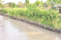 Kè sinh thái dọc tuyến sông huyện Châu Thành A, tỉnh Hậu Giang.