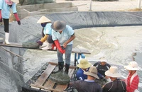 Mô hình nuôi tôm công nghệ cao ở Phú Yên.