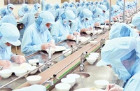 Công nhân chế biến nguyên liệu tổ yến ở Công ty Yến sào Khánh Hòa.