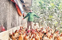 Anh Ðoàn Văn Thanh chăm sóc đàn gà đến ngày chuẩn bị xuất chuồng.