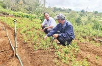 Sản phẩm cây cỏ ngọt của Hợp tác xã Nông nghiệp-Du lịch trải nghiệm Kon Tu Rằng mang lại giá trị kinh tế cao.