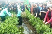 Khách du lịch quốc tế trải nghiệm vùng chè đặc sản Tân Cương.