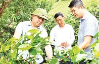 Lãnh đạo UBND tỉnh Ðiện Biên và huyện Tuần Giáo kiểm tra tiến độ sinh trưởng cây cà-phê trồng theo mô hình liên kết tại huyện Tuần Giáo.