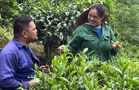 Vợ chồng anh Lường Quang Đại và chị Lý Thị Xuân chăm sóc cây trồng trên ngọn đồi của gia đình.