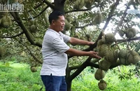 Hiện nay, giá sầu riêng ở Đắk Lắk tăng cao, đạt từ 80.000-100.000 đồng/kg, mang lại nguồn thu nhập lớn cho người nông dân.