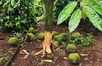 Vườn sầu riêng của gia đình ông N.B.T, ở thôn Ea Sia B, xã Ea Nam, huyện Ea H'leo bị đối tượng xấu đẽo gốc, cắt quả, gây thiệt hại nặng nề.