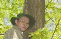 Cây mai cổ thụ có đường kính khoảng 60cm.