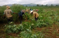 Bà con nông dân làng Kroong Ktu thu hoạch mì trên vùng bán ngập