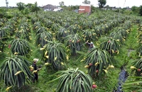 Thanh long, cây làm giàu của nông dân huyện Chợ Gạo.