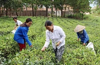 Hằng năm, UBND huyện Sơn Ðộng (Bắc Giang) hỗ trợ nhiều giống chè mới cho nông dân, giúp người dân phát triển kinh tế. Trong ảnh: Thu hoạch chè Bát Tiên tại thị trấn Thanh Sơn. Ảnh: HÀ THU