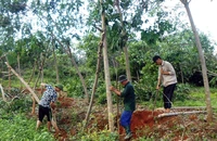Người dân xã Tây Trạch, huyện Bố Trạch (Quảng Bình) dựng gốc cao-su bị đổ sau bão số 10.