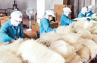 Sản xuất miến dong tại Công ty cổ phần thực phẩm Minh Dương, huyện Hoài Đức.Ảnh: TRẦN LÊ
