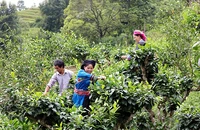 Thu hái chè shan tuyết tại bản Phìn Hồ, xã Thông Nguyên, huyện Hoàng Su Phì (Hà Giang). Ảnh: THANH THỦY
