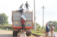 Người dân tộc thiểu số ở Hướng Hóa vận chuyển sắn tươi đến bán cho nhà máy.