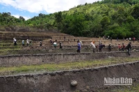 Người dân thôn 3, xã Trà Vinh, huyện Nam Trà My vào mùa trồng lúa.