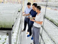 Nuôi cấy mô cây lâm nghiệp tại Công ty TNHH một thành viên Thái Xuân Biên, tỉnh Gia Lai. (Ảnh AN PHÁT)