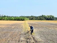 Cánh đồng tại xã Thạnh Nhựt, huyện Gò Công Tây (Tiền Giang) khô cằn do ảnh hưởng của hạn hán, xâm nhập mặn. (Ảnh NGUYỄN SỰ)