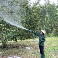 Nông dân trồng sầu riêng tại tỉnh Kon Tum đang phun chế phẩm Bamebe cho cây.