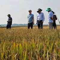 Đoàn công tác kiểm tra về tình hình hạn hán, thiếu nước tại các tỉnh Đắk Lắk, Gia Lai và Kon Tum. (Nguồn: Cục Quản lý và Xây dựng công trình thủy lợi)